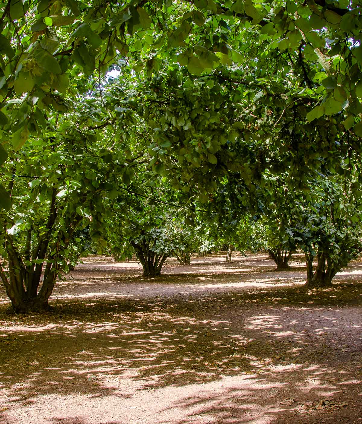 Noccioleto biologico - Azienda Agricola Parano